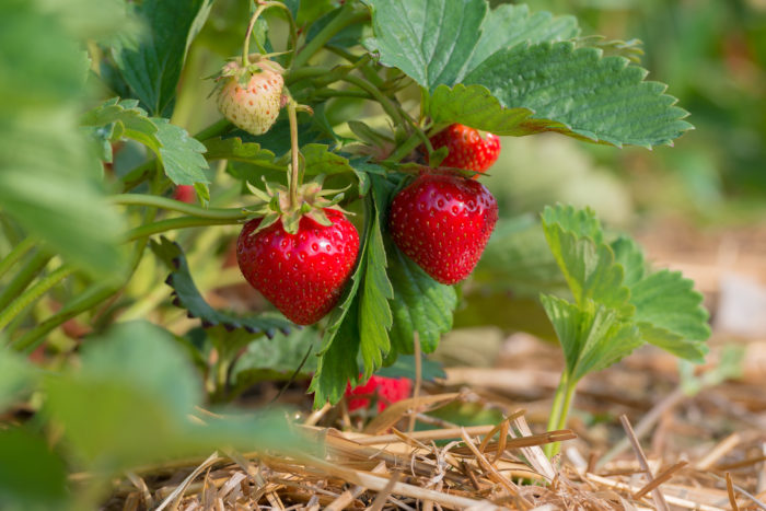 Regional-saisonales Obst und Gemüse im Juni